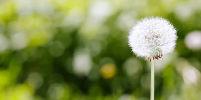 Prepare for Spring Allergies Now