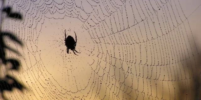 When should you go to the doctor for a spider bite?